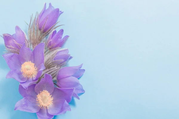 Primavera flores violetas no fundo de papel azul — Fotografia de Stock