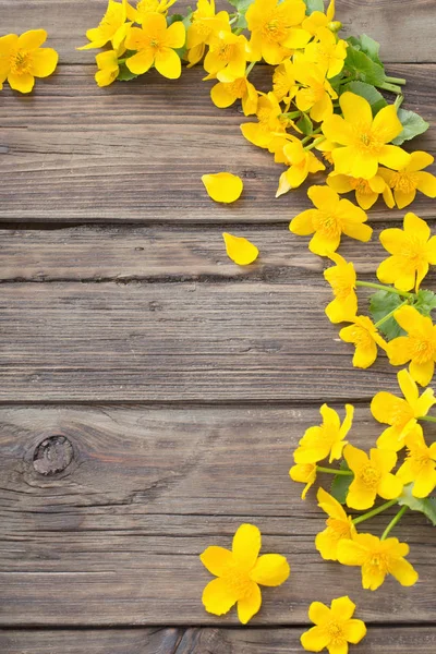 Flores amarelas da primavera no fundo de madeira escuro — Fotografia de Stock