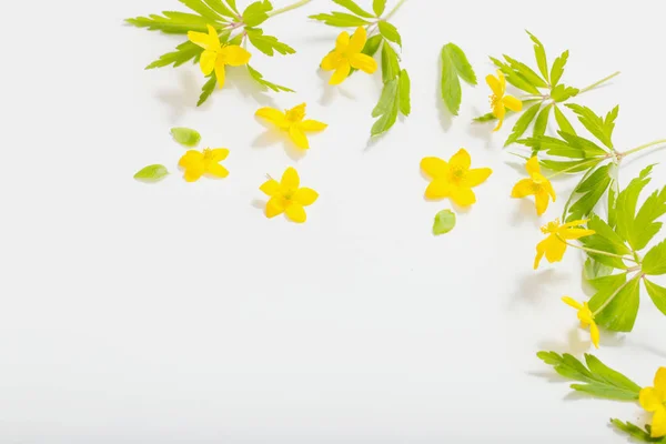 Anémona buttercup flores de primavera sobre fondo blanco —  Fotos de Stock