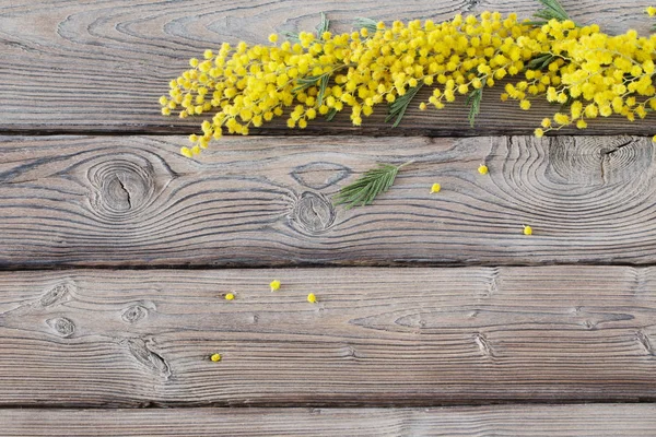 Mimosa på mörk trä bakgrund — Stockfoto