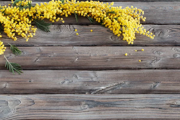 Mimose auf dunklem Holzhintergrund — Stockfoto