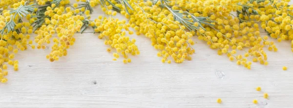 Mimose auf weißem Holzhintergrund — Stockfoto