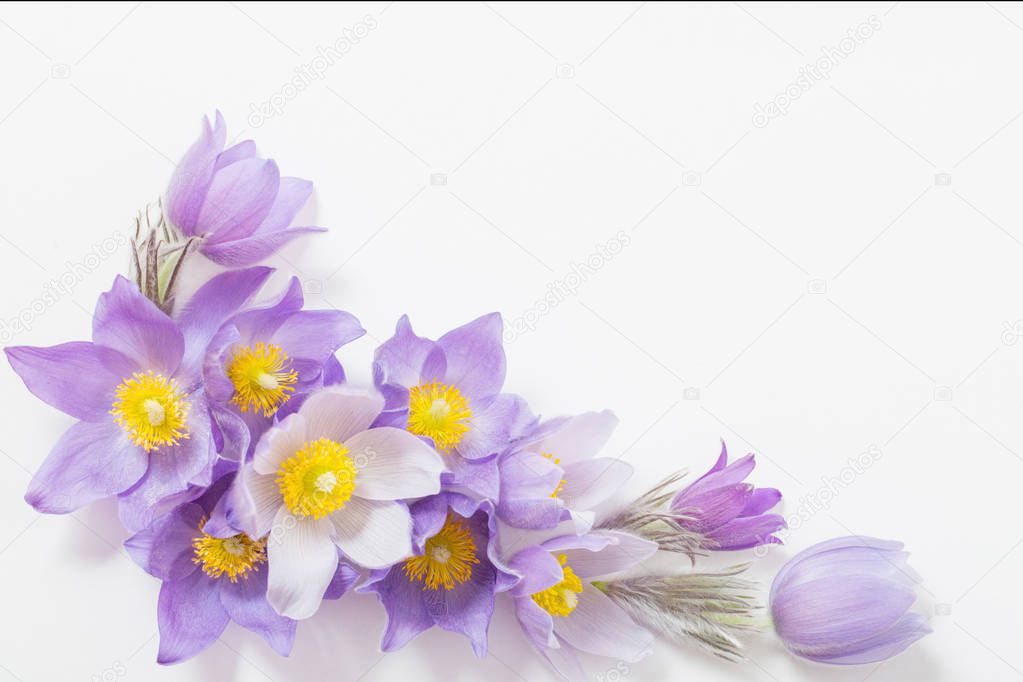 Spring violet flowers on  white background