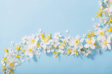 Mavi arka planda nergis ve kiraz çiçekleri