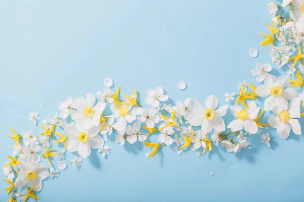 Jonquilles et fleurs de cerisier sur fond bleu — Photo