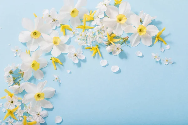 Narcisi e fiori di ciliegio su sfondo blu — Foto Stock