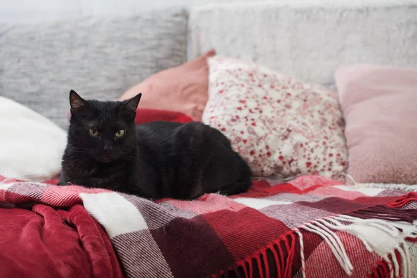Черный кот на диване с подушками и пледами — стоковое фото