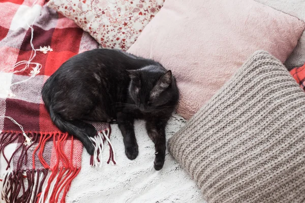 Gato durmiendo en sofá entre almohadas, acogedor concepto de casa — Foto de Stock