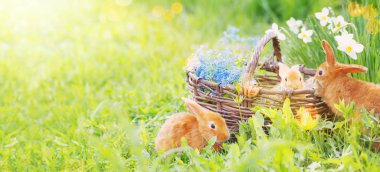 Küçük tavşanlar sepetin içinde, çimlerin üzerinde çiçekler var. Tatil 