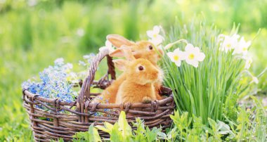 Küçük tavşanlar sepetin içinde, çimlerin üzerinde çiçekler var. Tatil 