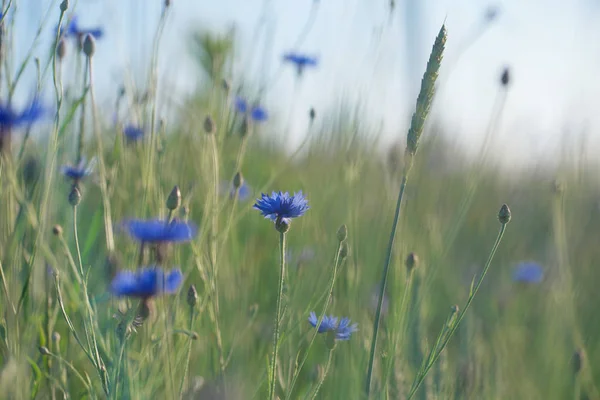 Bleuets bleus dans le champ de blé au coucher du soleil — Photo