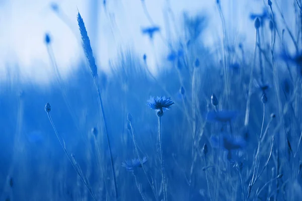 Cornflowers in wheat field on  sunset. Color of the year 2020 Cl — Stock Photo, Image