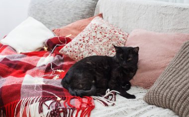 Kedi yastıkların arasında kanepede uyuyor, rahat ev konsepti.