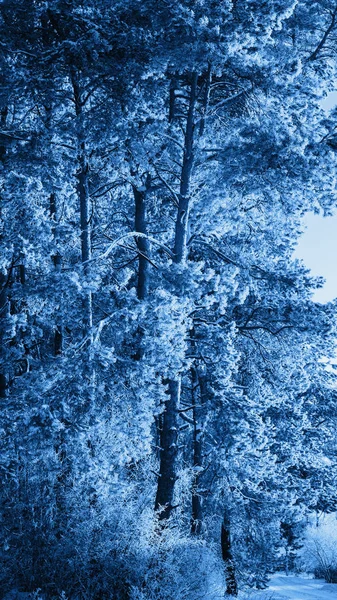 Floresta de inverno azul com geada. Azul clássico 2020 . — Fotografia de Stock