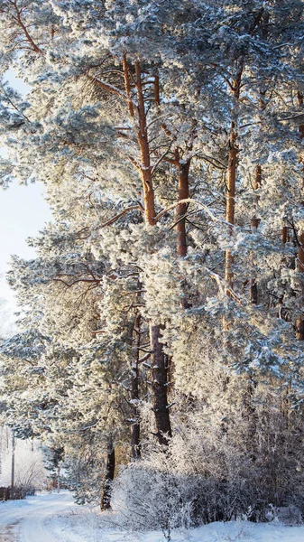 Winter forest met vorst — Stockfoto