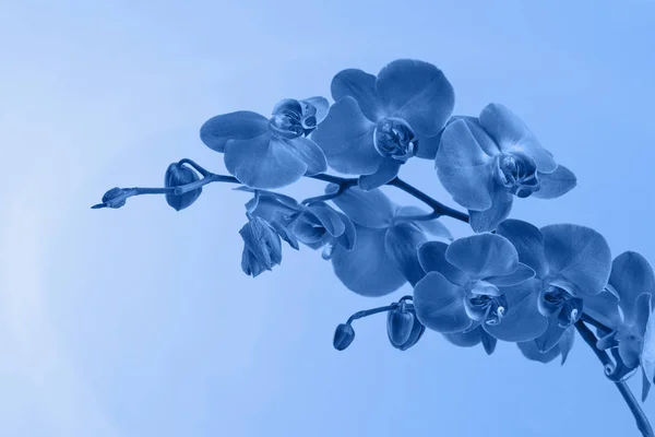 Orquídeas azuis bonitas, cor azul clássica 2020 — Fotografia de Stock