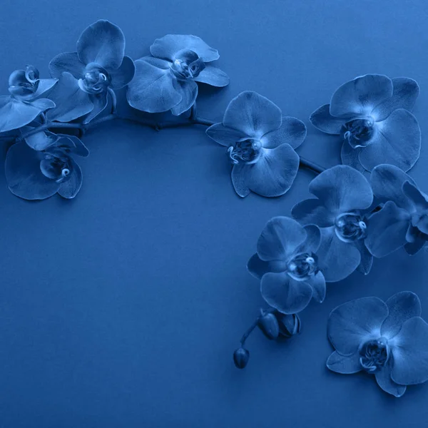 美しい蘭の花。クラシックブルー2020 — ストック写真