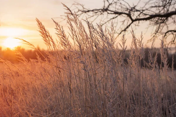 Plantas em hoarfrost no campo de inverno ao pôr do sol — Fotografia de Stock