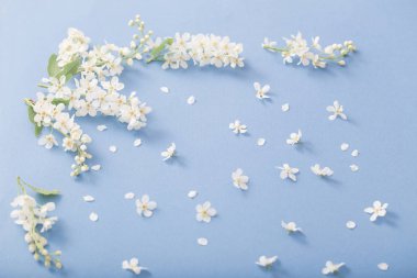 kağıt arka plan üzerinde kuş kiraz çiçekleri