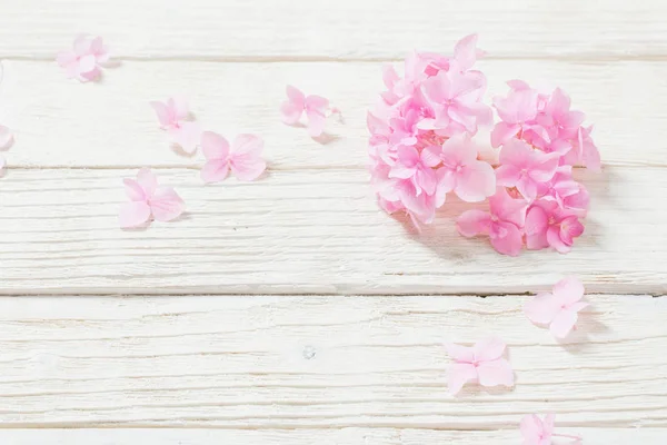 Pink hydrangea on white wooden background — Stock Photo, Image
