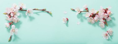 yeşil arka plan üzerinde pembe kiraz çiçekleri