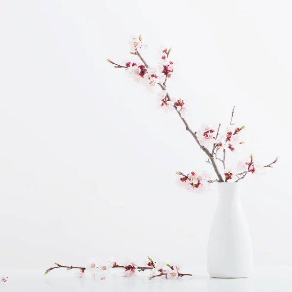 Beyaz arka plan üzerinde vazo çiçekli kiraz dalı — Stok fotoğraf