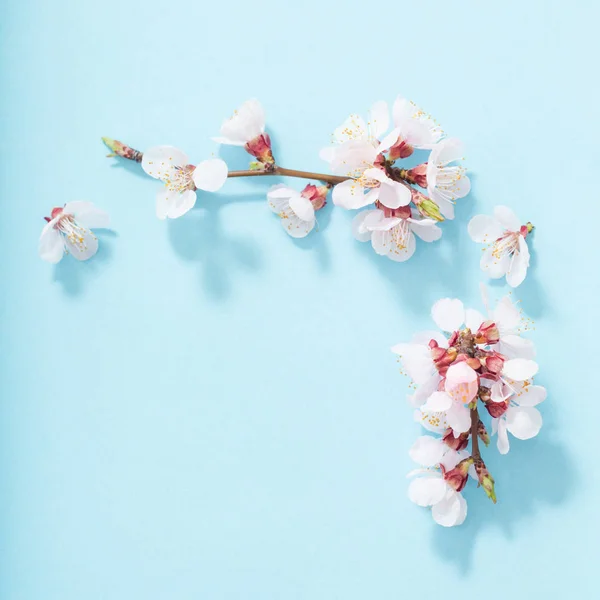 Roze kersenbloemen op blauwe achtergrond — Stockfoto