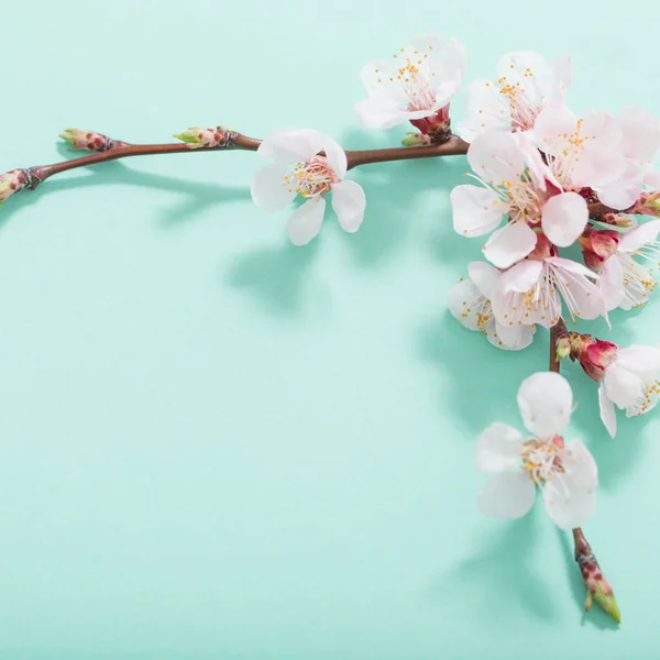 Flores de cerezo rosa sobre fondo verde — Foto de Stock