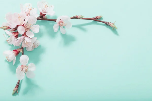 녹색 배경에 분홍색 체리 꽃 — 스톡 사진