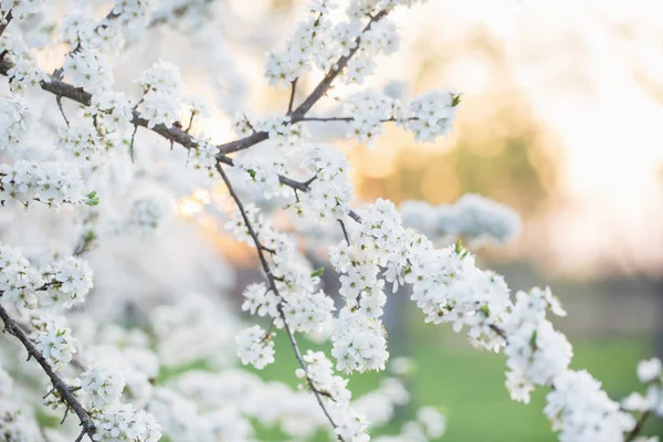 Branche florifère dans le verger — Photo