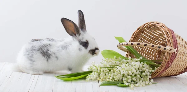 Lapins avec des fleurs printanières sur fond blanc — Photo