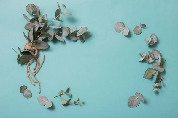 Foglie di eucalipto su sfondo di carta — Foto Stock