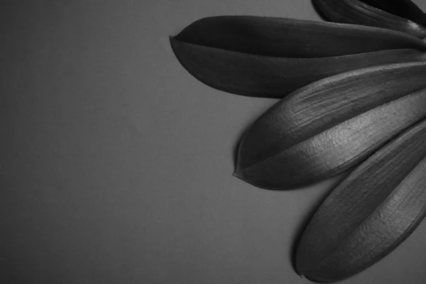 Folhas de orquídea no fundo de papel verde escuro — Fotografia de Stock