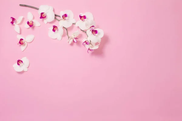 White orchid flowers  on pink paper background — ストック写真