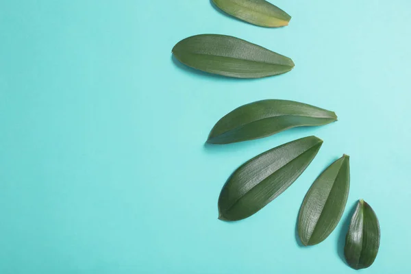 Orchid leaves on blue paper background — ストック写真