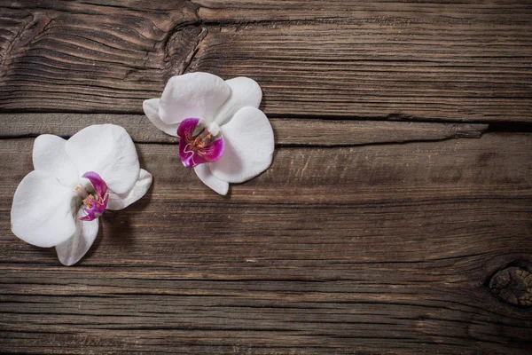 Beautiful orchids on old wooden background — ストック写真