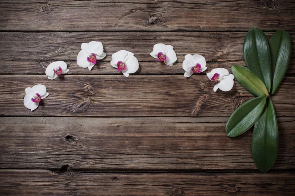 Belles orchidées sur vieux fond en bois — Photo