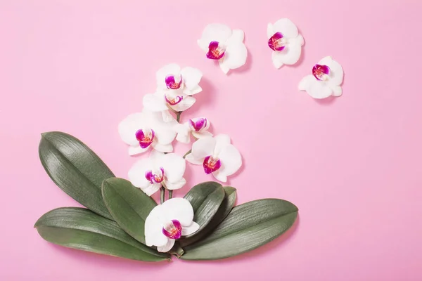 Orchid flowers and green leaves on pink paper background — ストック写真