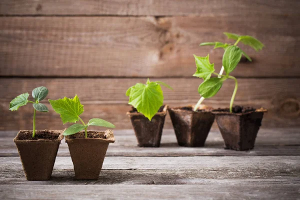 Cucumber seedlings on a wooden background — Stock Photo, Image