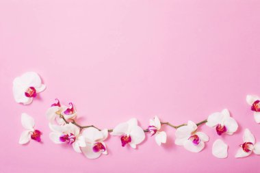 Pembe kağıtta beyaz orkide çiçekleri