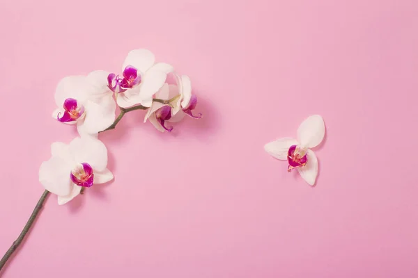 Flores brancas da orquídea no fundo de papel rosa — Fotografia de Stock