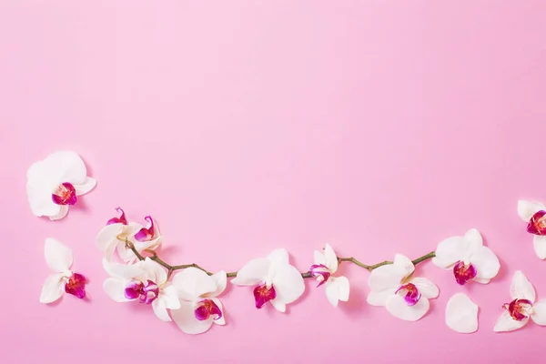 White orchid flowers  on pink paper background — ストック写真