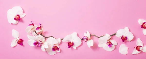 White orchid flowers  on pink paper background — ストック写真