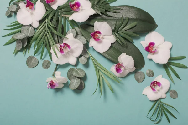 Flores de orquídea e folhas verdes sobre papel de cor de hortelã fundo — Fotografia de Stock