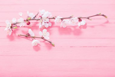 ahşap arka plan üzerinde pembe kiraz çiçekleri