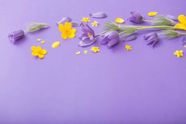Fialové a žluté jarní květy na fialovém pozadí papíru — Stock fotografie