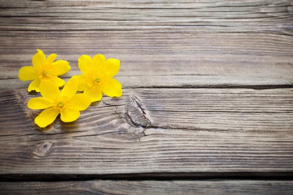 Žluté jarní květy na tmavém dřevěném pozadí — Stock fotografie