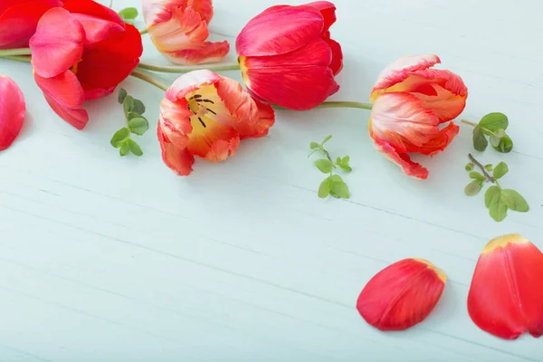 Rode tulpen op groene houten achtergrond — Stockfoto
