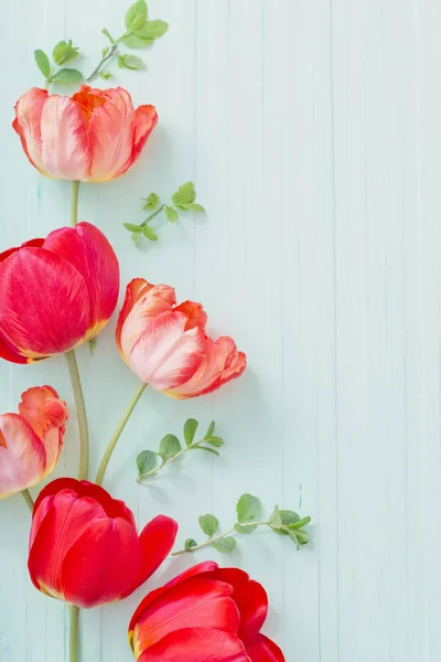 Tulipes rouges sur fond vert en bois — Photo