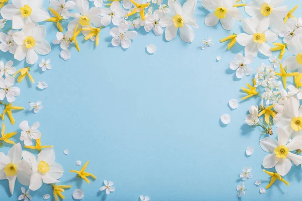 Narcisi e fiori di ciliegio su sfondo blu — Foto Stock